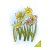 Stamp set, Craft Emotions: Daffodils