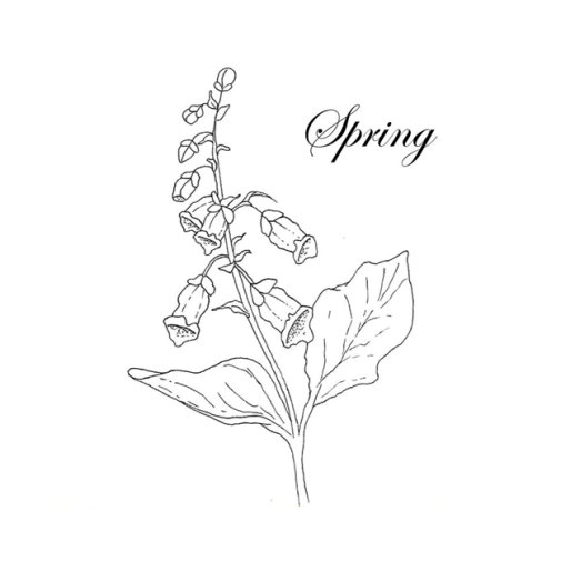 Anemone stamp: Flower (spring)