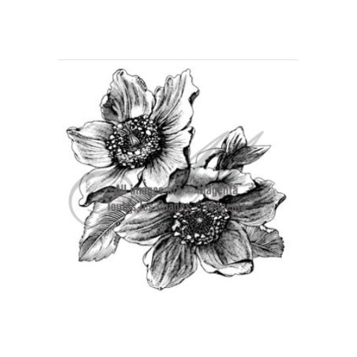 Magenta-leimasin: Anemones