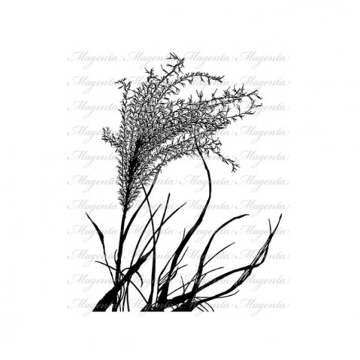 Magenta-leimasin: Miscanthus
