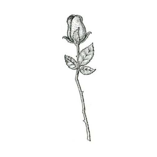 CV -leimasin: Rosebud - pitkä ruusu